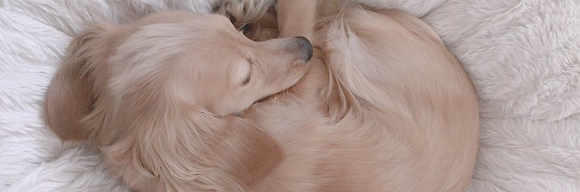 サブくまの·ᴥ· banner