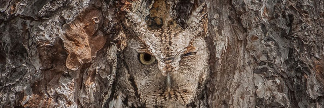 Ocular Deliberation banner