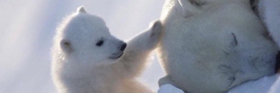 Eneri banner