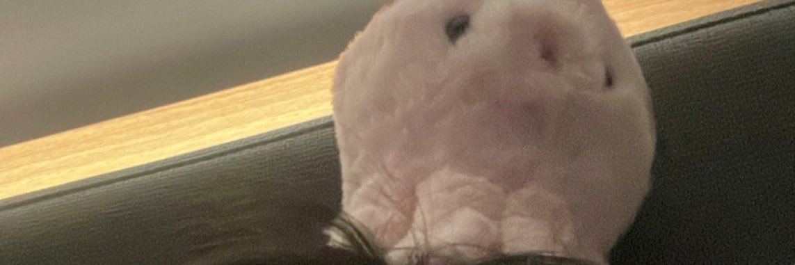 bintzz0's profile banner image