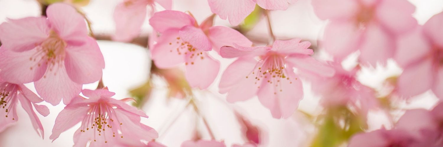 °• ℛℰℋ𝒜ℳ •° banner