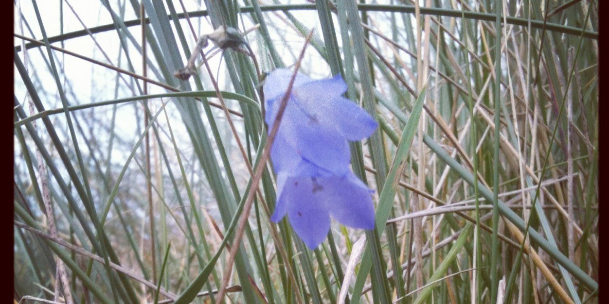 Claire Barnett banner