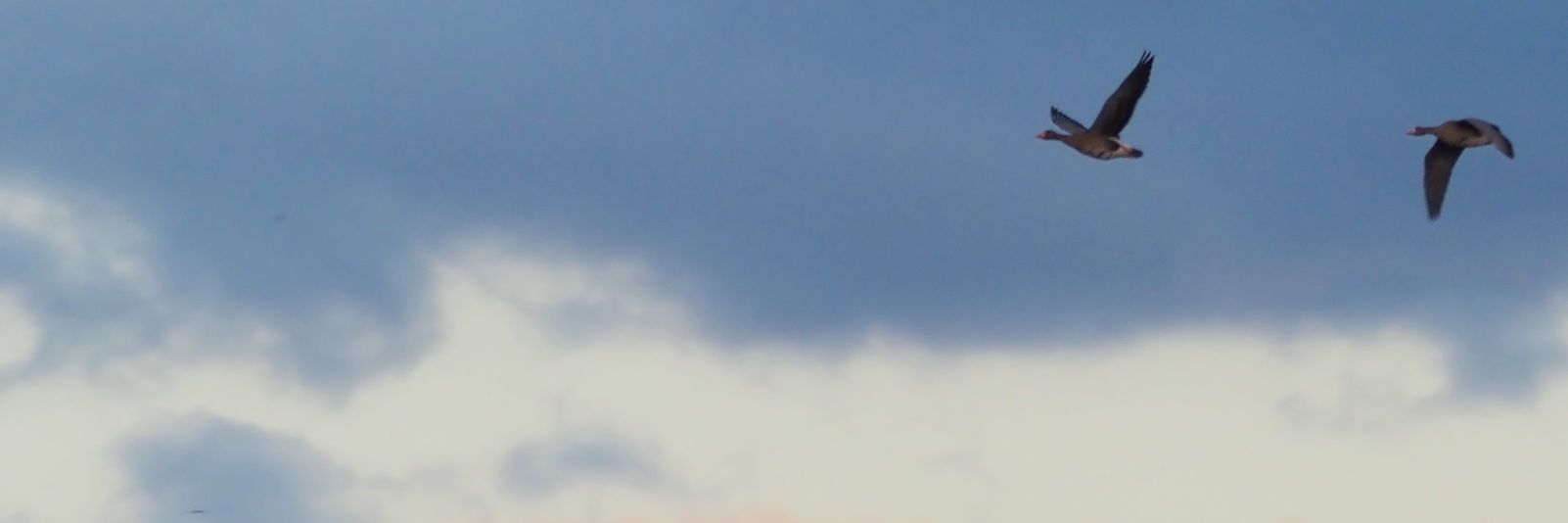 forestthree/ビオトープの中の人 banner