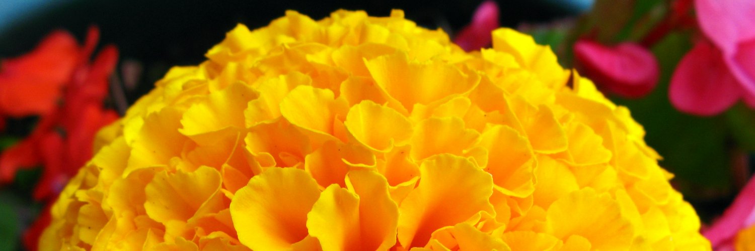 Nichole Foster banner