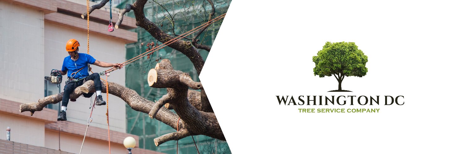 WashingtonTree's profile banner image