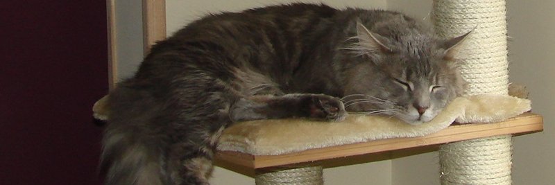 Joe l'Embrouille banner