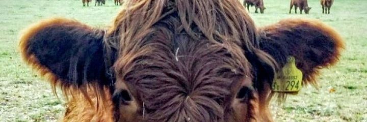 gaute_h's profile banner image