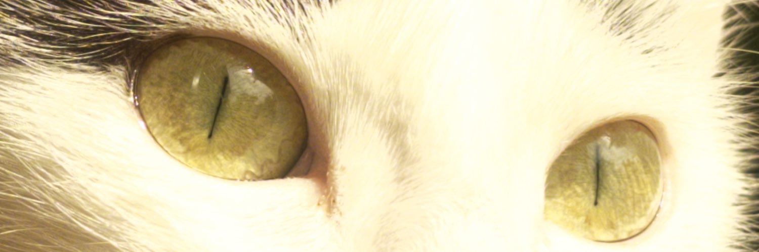 🐈‍⬛ banner