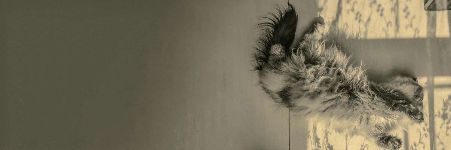 noghian's profile banner image