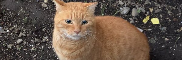 AvJqvq Profile Banner