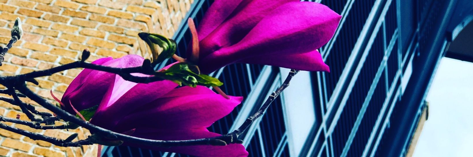 adesophy_'s profile banner image