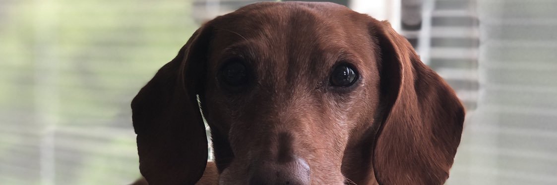 codiller's profile banner image