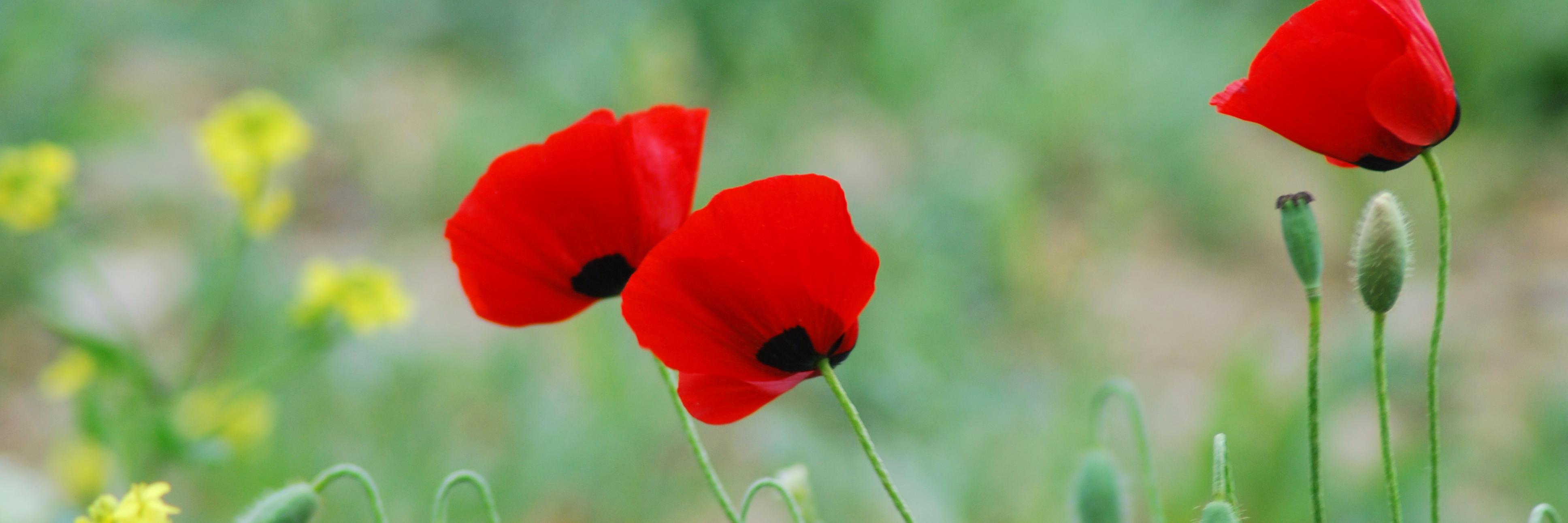 Dr. İBRAHİM USLU banner