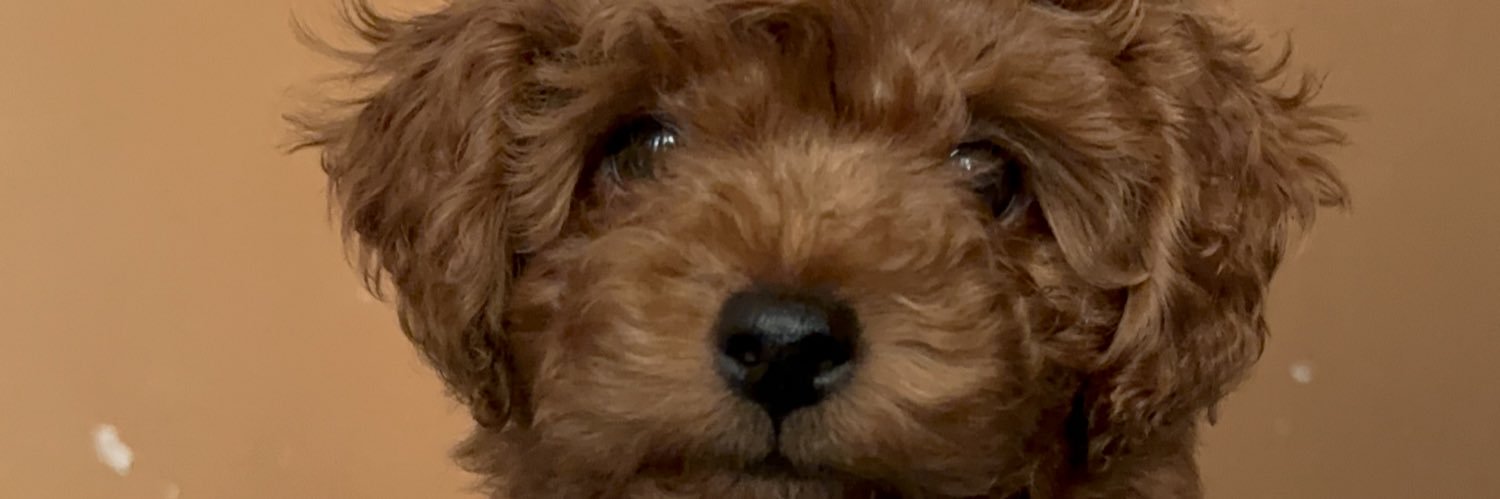 sepholgado's profile banner image