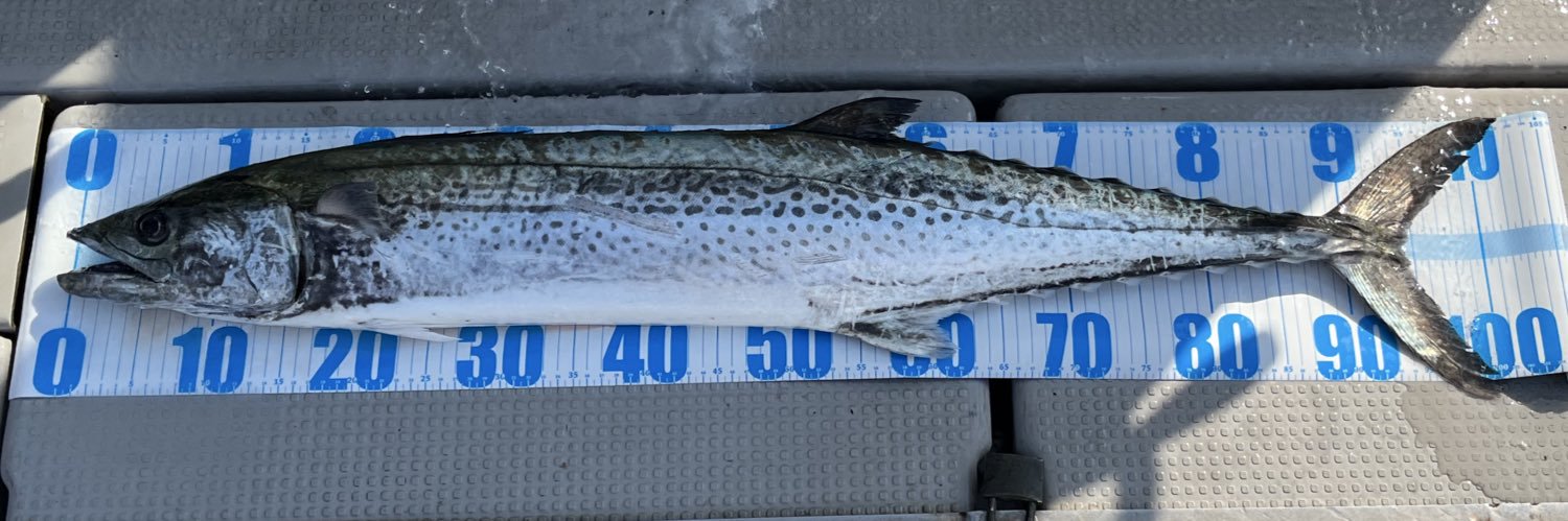 懐猿（カイエンtanu） banner