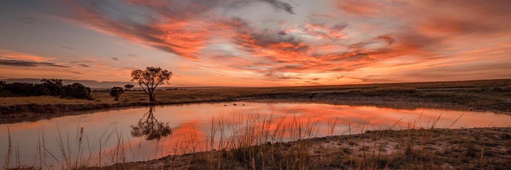 Elusive Simba banner