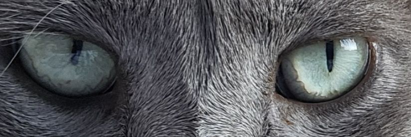 Sam Gloria She-Wolf banner