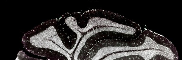 MartaPIglesias Profile Banner