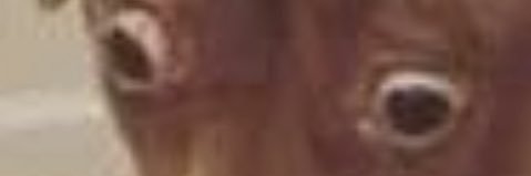 Arg Ima Pirate banner