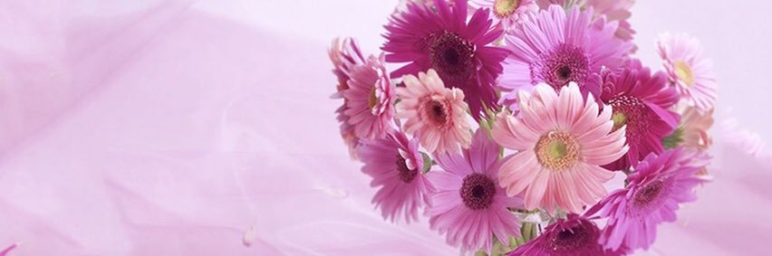 DaniShields's profile banner image
