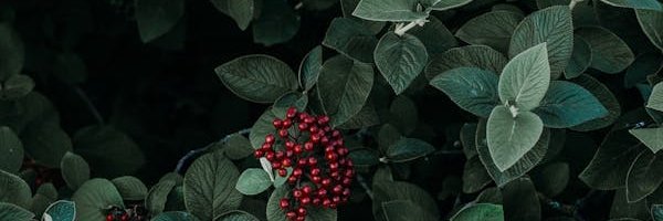 Siegfreid Fran banner