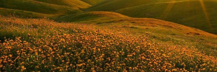 Westerlund Fidel banner