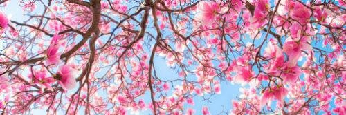 Tryna banner