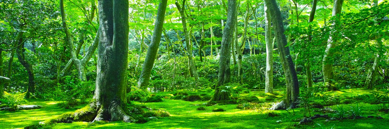 Ryan D'Angelo banner