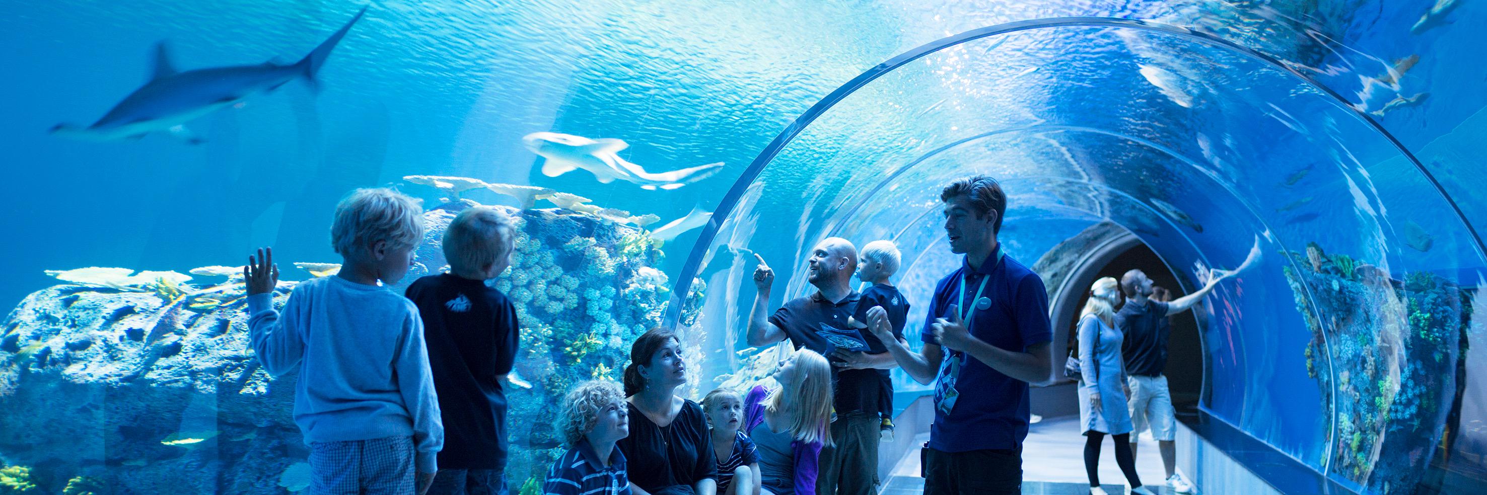 Den Blå Planet banner