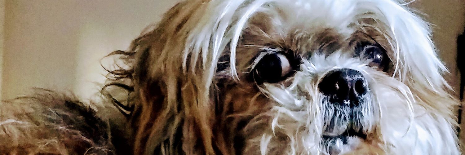 CAlvarezSosa's profile banner image