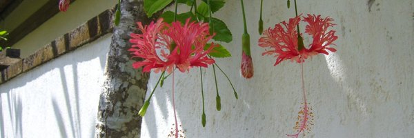 arielmaria13 Profile Banner