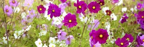 SImran15136's profile banner image