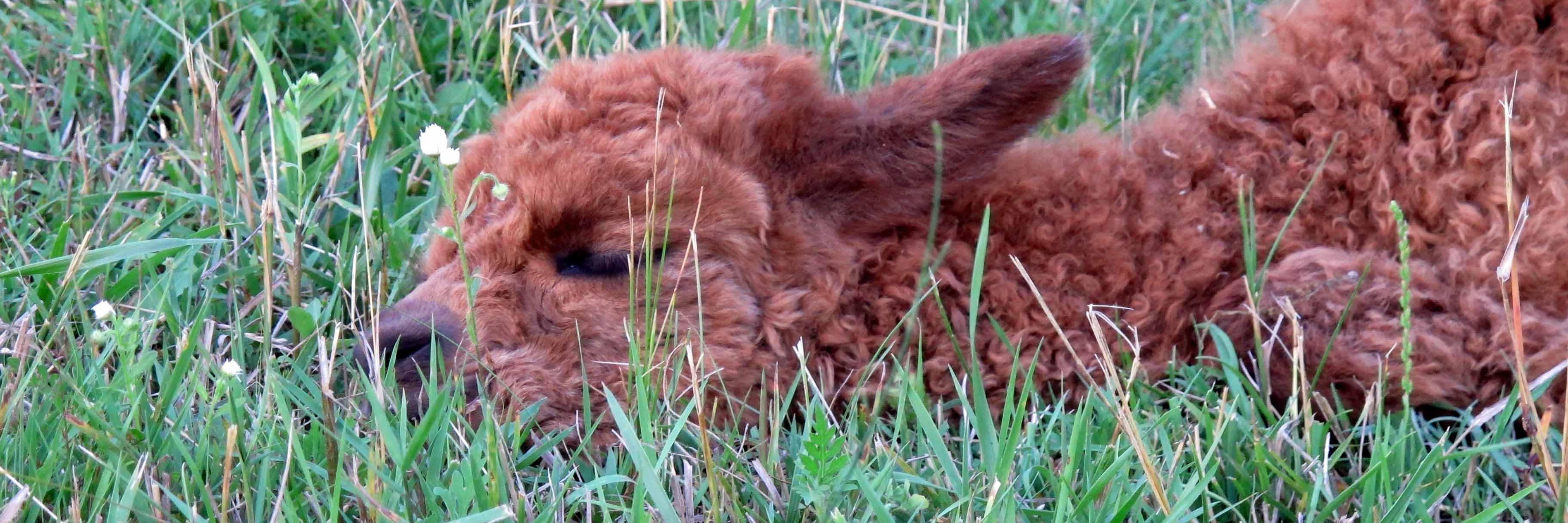 Oak Hills Alpacas banner