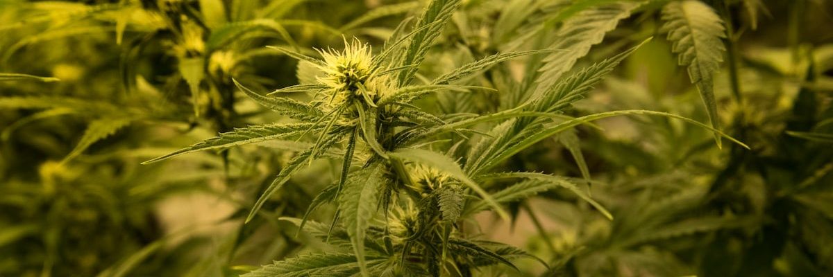 Mobutu Jr 🇨🇩🇨🇩🇨🇩 banner