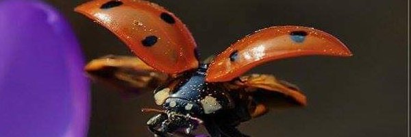 tournesol🐢🐞🌻's banner