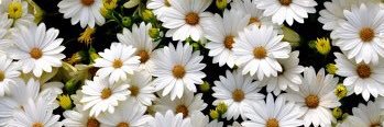 AngelChelle's profile banner image
