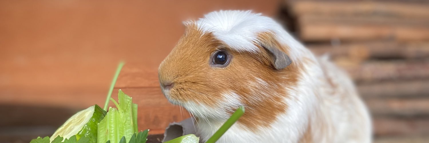 Bubble The Guinea 🐹  banner