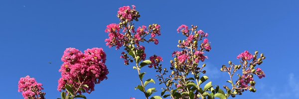 cybele70 Profile Banner