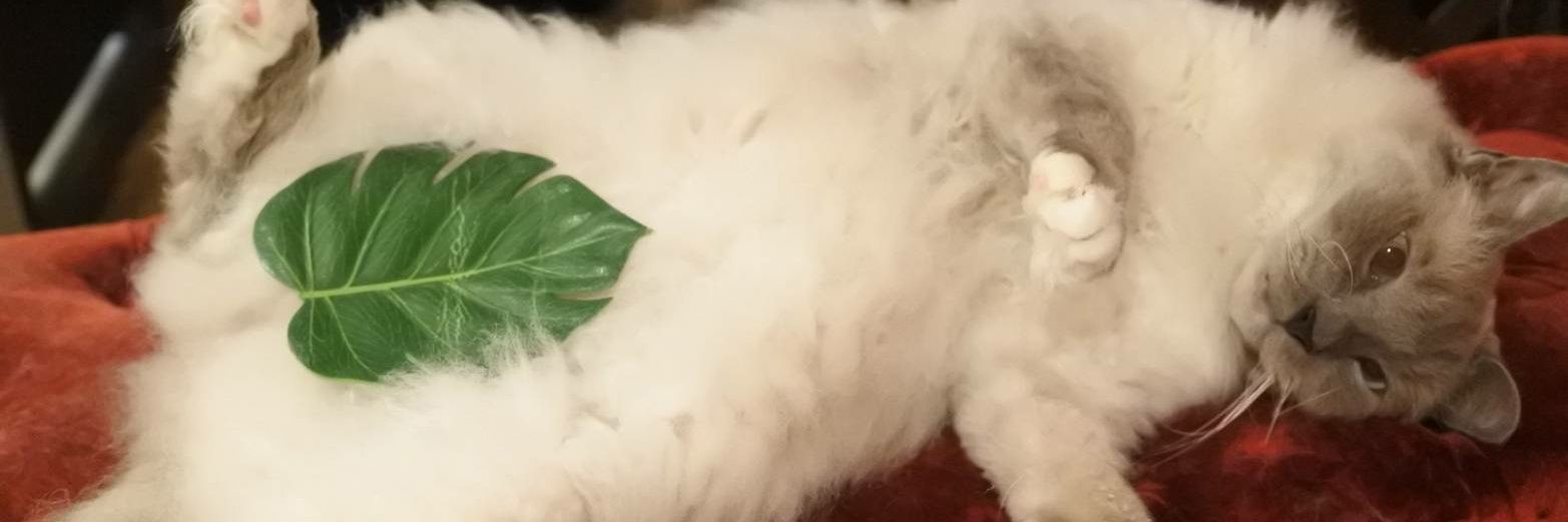 猫カフェ猫音 banner