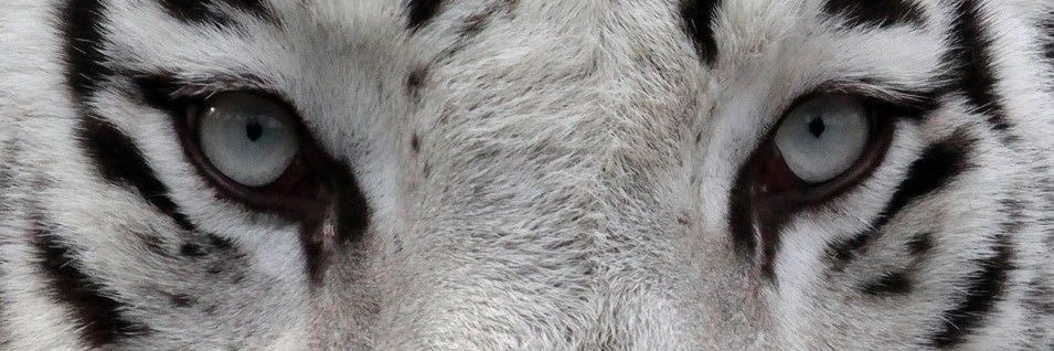 𝐗𝐀𝐎𝐒 : KALEO, TIGER banner