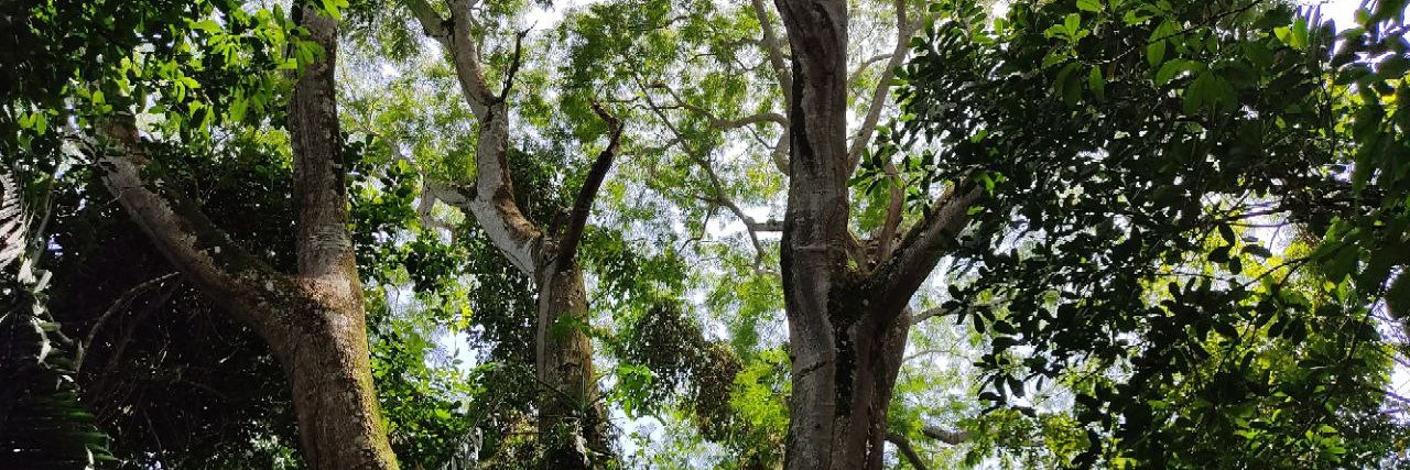 Rafael Echeverría banner