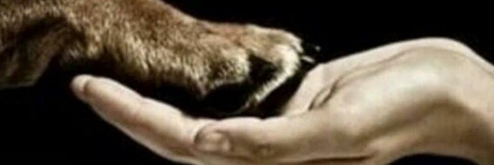 Verpapro's profile banner image