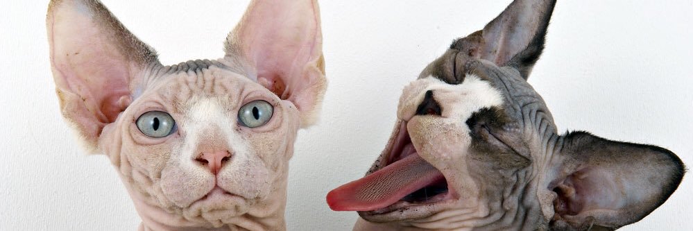 molchase's profile banner image