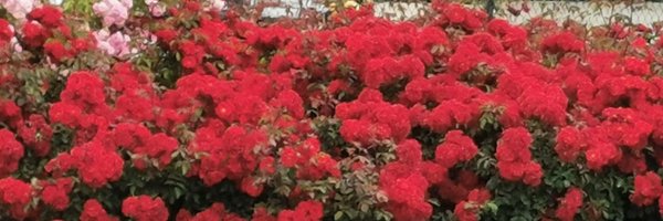 sproengs Profile Banner