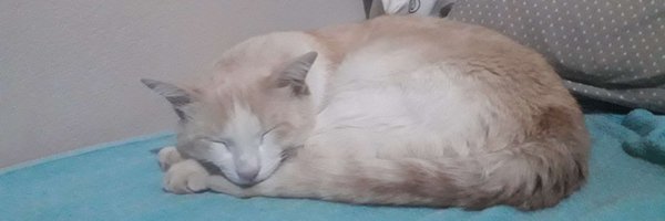 PixelFari Profile Banner