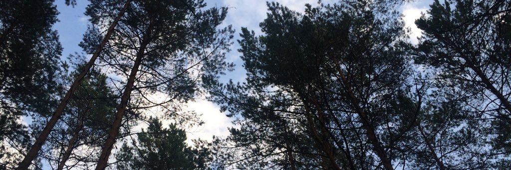 bobsooni's profile banner image
