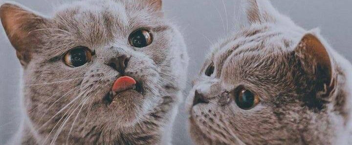Timz_Tee's profile banner image