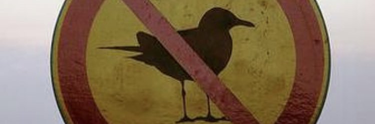SkepticSeagull banner