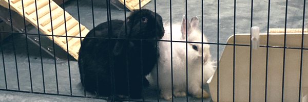 pro_n_rabbit Profile Banner