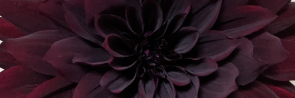 JqbTp Profile Banner